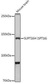 Western blot analysis of extracts of Mouse brain using SUPT16H Polyclonal Antibody at 1:1000 dilution.