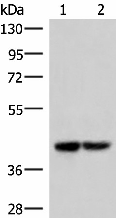 Western blot analysis of 293T cell lysates  using IQCD Polyclonal Antibody at dilution of 1:1000