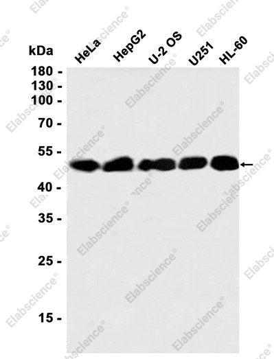 Recombinant NDUFS2 Monoclonal Antibody - 1