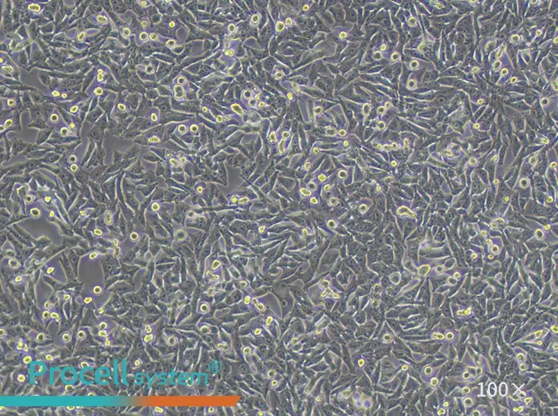 A-375 Cell Complete Medium - 1