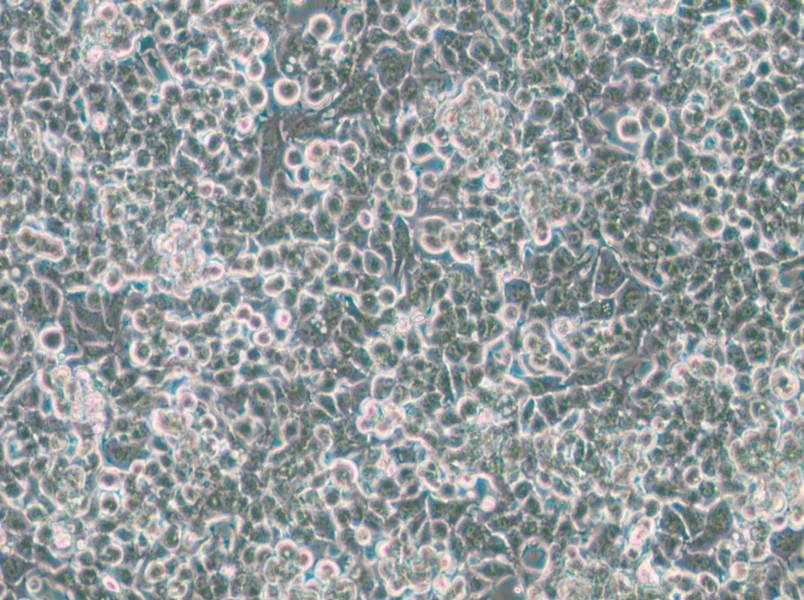 KPL-4 Cell Complete Medium - 4