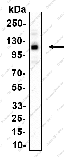 Recombinant Nicastrin Monoclonal Antibody - 1