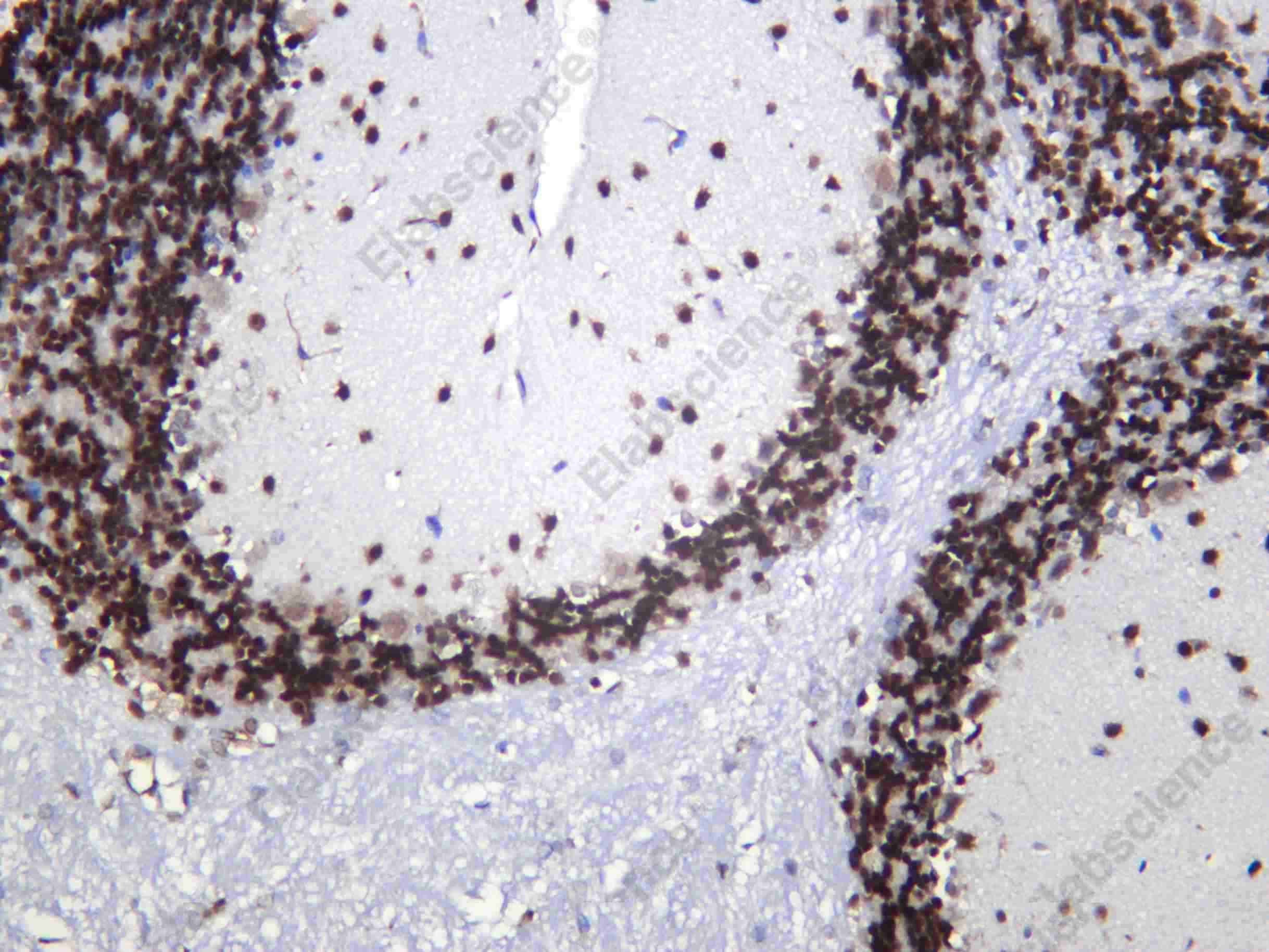 Recombinant NOVA1 Monoclonal Antibody - 3