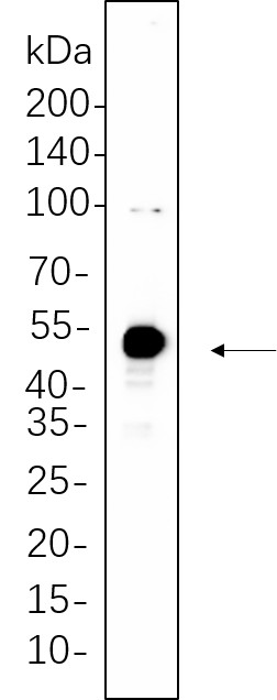 Recombinant Phospho-c-Jun (Ser63) Monoclonal Antibody-searchlist-1