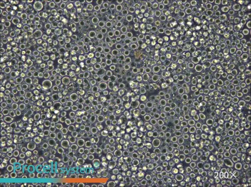 W6/32 Cell Complete Medium - 5