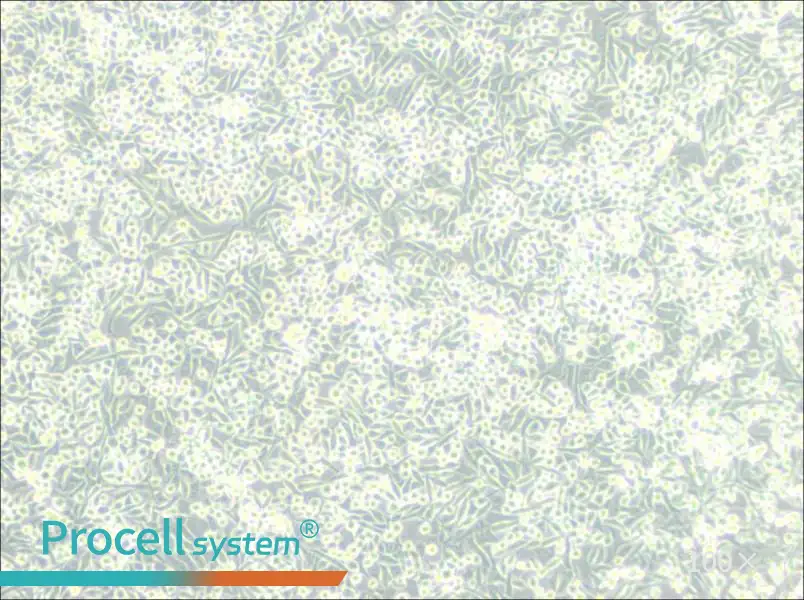 A-204 [A204] Cell Complete Medium - 1