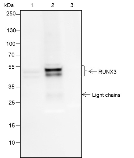 Recombinant RUNX3 Monoclonal Antibody - small - 2