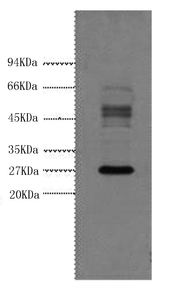 Western Blot analysis of Hela cells using Galectin 3 Monoclonal Antibody at dilution of 1:3000.