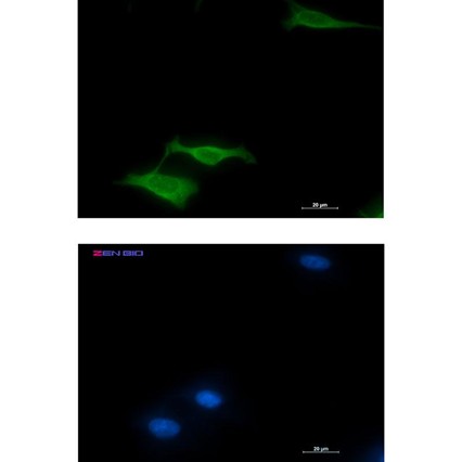 Recombinant COX5B Monoclonal Antibody - 3