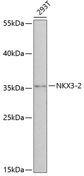 Western blot analysis of extracts of 293T cells using NKX3-2 Polyclonal Antibody at 1:3000 dilution.