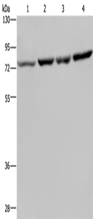 Western Blot analysis of A549, PC3, Hela and LoVo cell using PABPC1 Polyclonal Antibody at dilution of 1:500