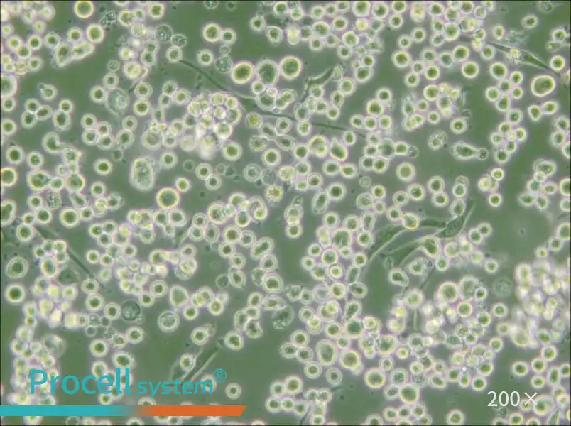 MEG-01 Cell Complete Medium - 6