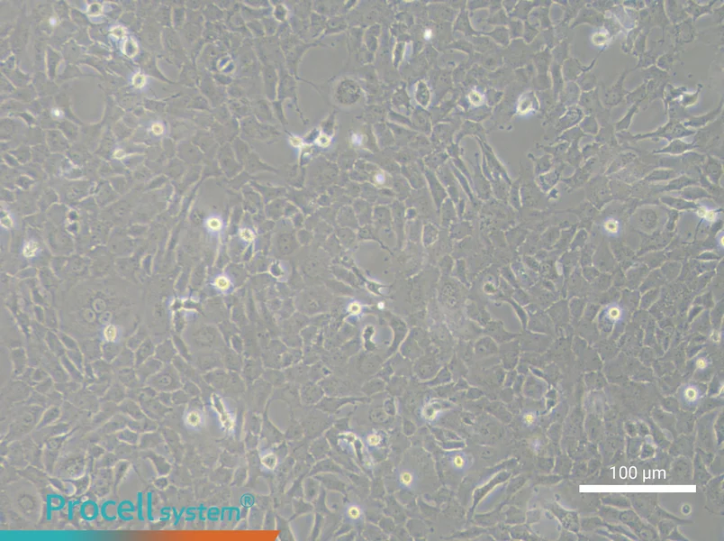 RF/6A Cell Complete Medium - 2