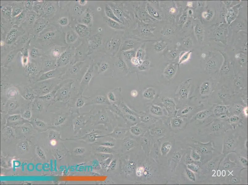 SVEC4-10 Cell Complete Medium - small - 4