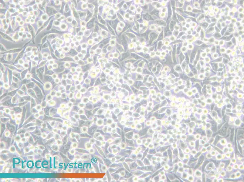 A-204 [A204] Cell Complete Medium - 6