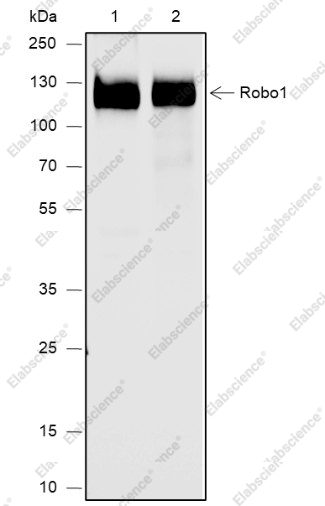 Recombinant Robo1 Monoclonal Antibody - 1