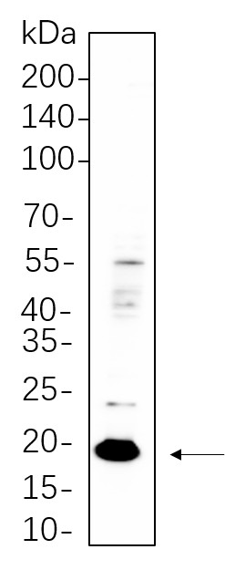 Recombinant Claudin 3 Monoclonal Antibody-searchlist-1