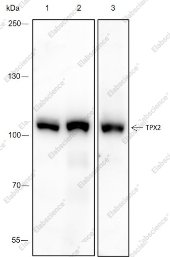 Recombinant TPX2 Monoclonal Antibody - 6