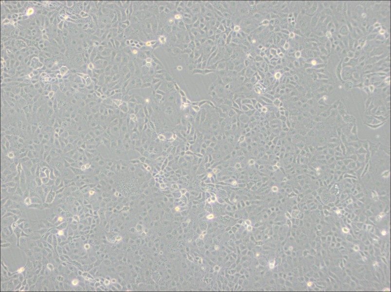 HaK Cell Complete Medium - 3