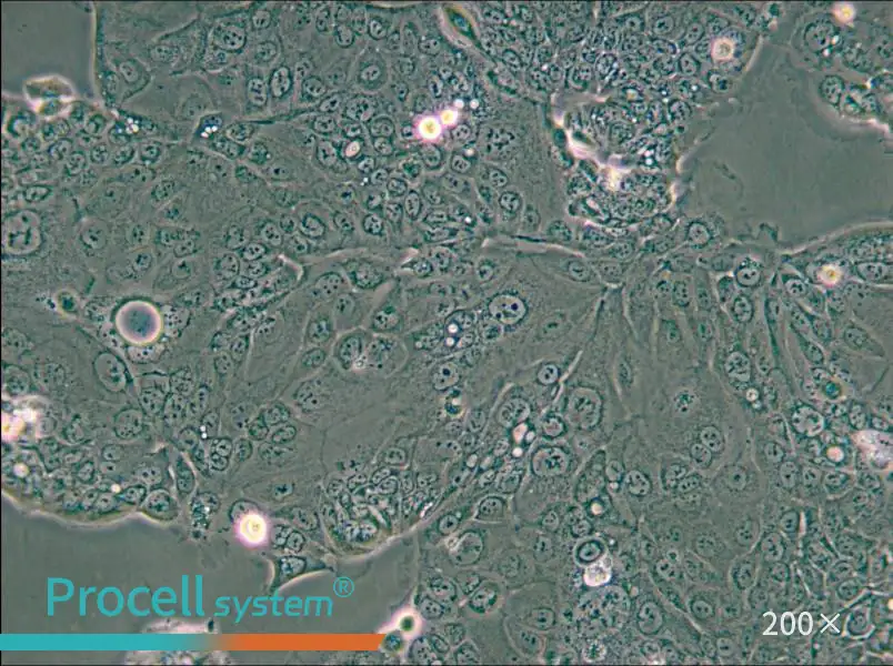 HPAF-II Cell Complete Medium - small - 5