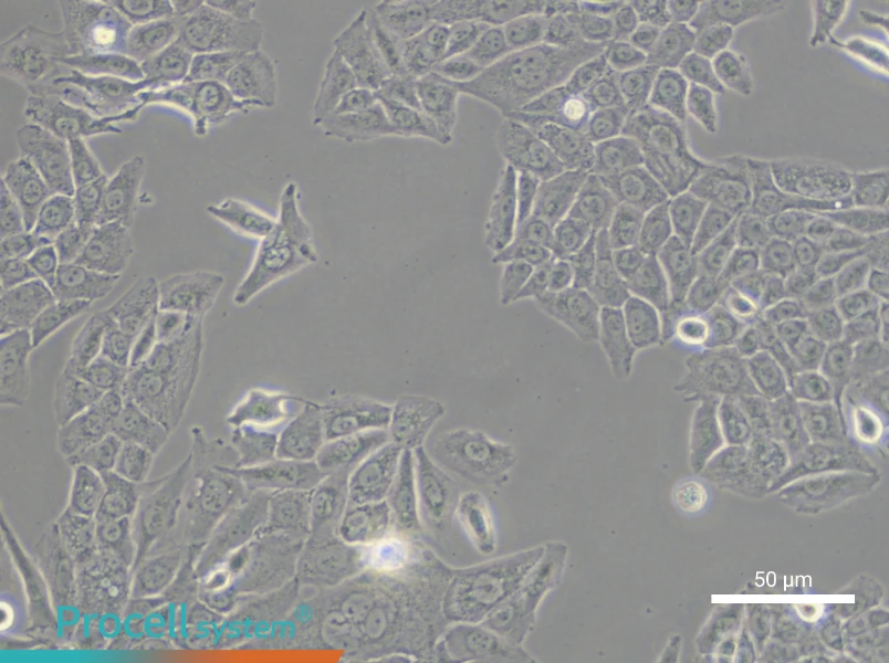 Hs 766T Cell Complete MediumHs 766T Cell Complete Medium - 4