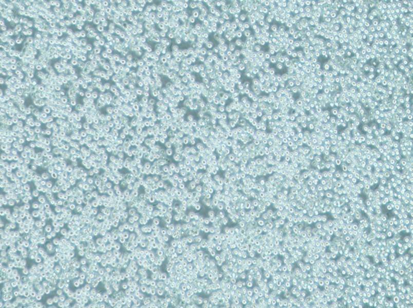 MV-4-11 Cell Complete MediumMV-4-11 Cell Complete Medium - 3