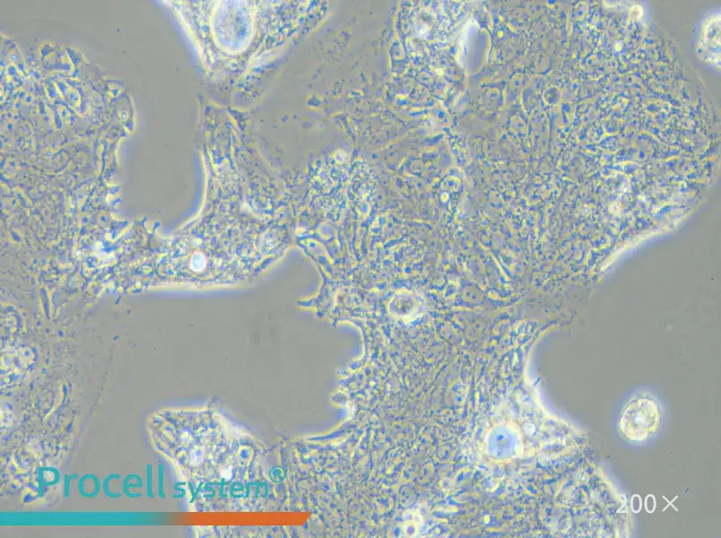SW1463 Cell Complete MediumSW1463 Cell Complete Medium - 3