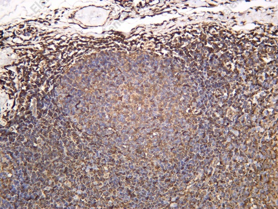 Recombinant GBP1 Monoclonal Antibody - 1
