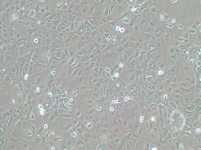 Panc 02.13 Cell Complete Medium - 2