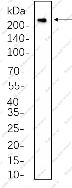 Recombinant VEGF Receptor 2 Monoclonal Antibody - 1