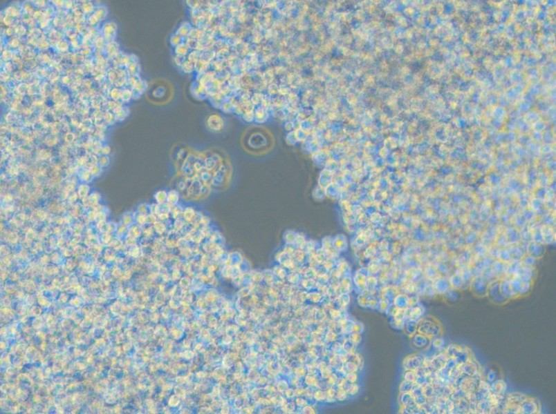 SHP-77 Cell Complete Medium - small - 4