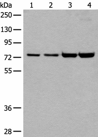 Western blot analysis of 293T and Hela cell lysates  using MTA2 Polyclonal Antibody at dilution of 1:400