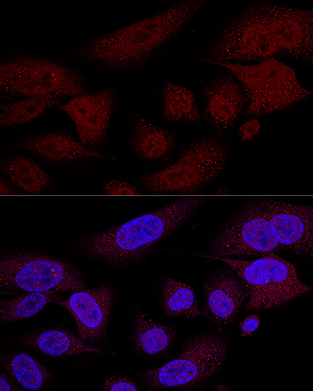 Confocal immunofluorescence analysis of U2OS cells using TAZ Polyclonal Antibody at dilution of 1:100 (60x lens). Blue: DAPI for nuclear staining.