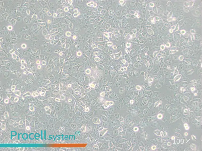 NCI-H661 Cell Complete MediumNCI-H661 Cell Complete Medium - 3