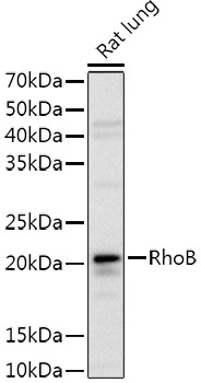 Western blot analysis of extracts of Rat lung using RhoB Polyclonal Antibody Polyclonal Antibody at 1:1000 dilution.