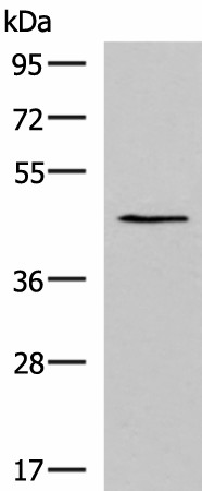 Western blot analysis of TM4 cell lysate  using KCNK18 Polyclonal Antibody at dilution of 1:800