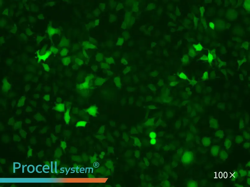 B16-F10-GFP Cell Complete MediumB16-F10-GFP Cell Complete Medium - 2