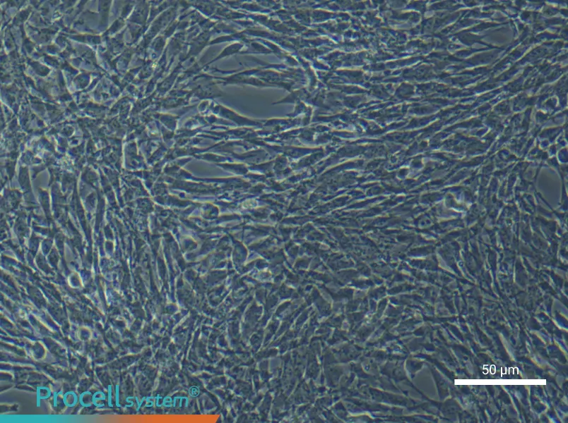 Mouse Bone Marrow Mesenchymal Stem Cell Complete Medium - 4
