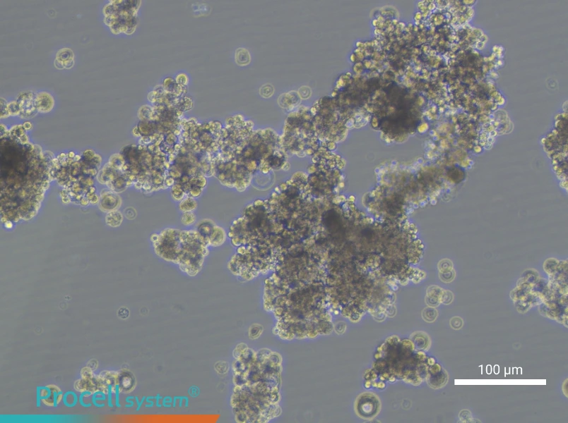OCUM-1 Cell Complete MediumOCUM-1 Cell Complete Medium - 2