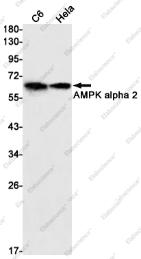 Recombinant AMPK alpha 2 Monoclonal Antibody - 1