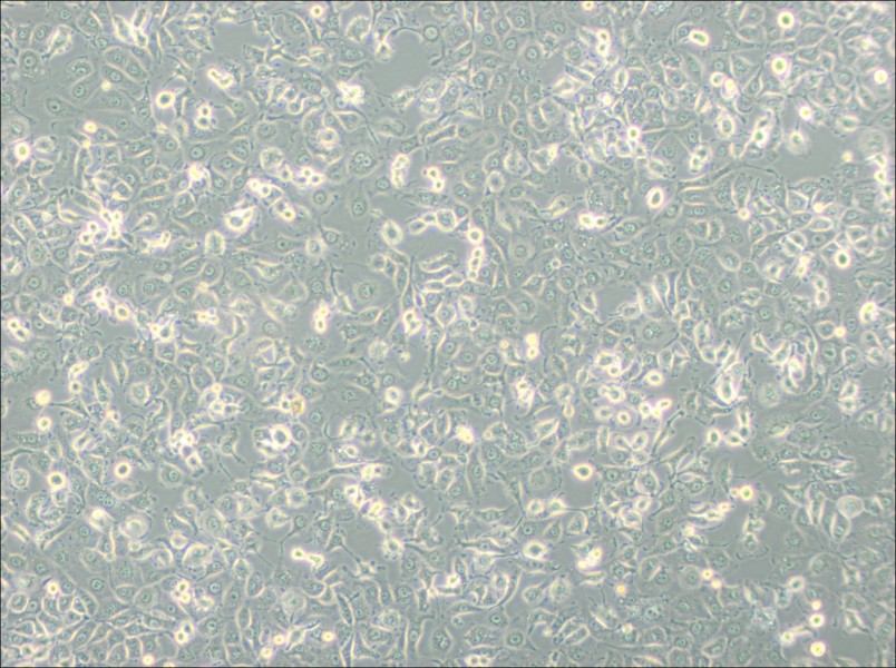 LLC-MK2 Cell Complete MediumLLC-MK2 Cell Complete Medium - 3