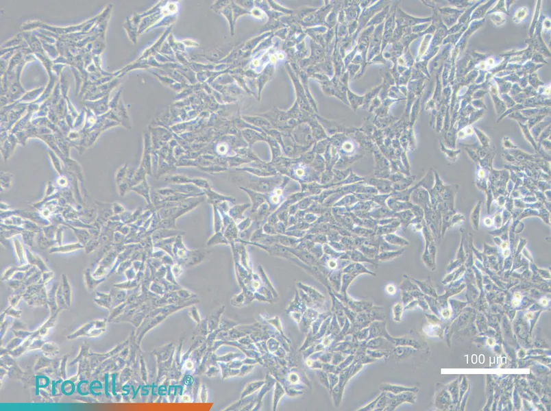 SK-Hep-1 Cell Complete Medium - 1