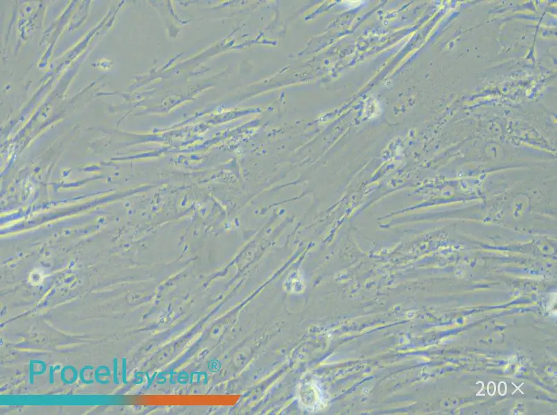 WI-38 Cell Complete Medium - small - 4
