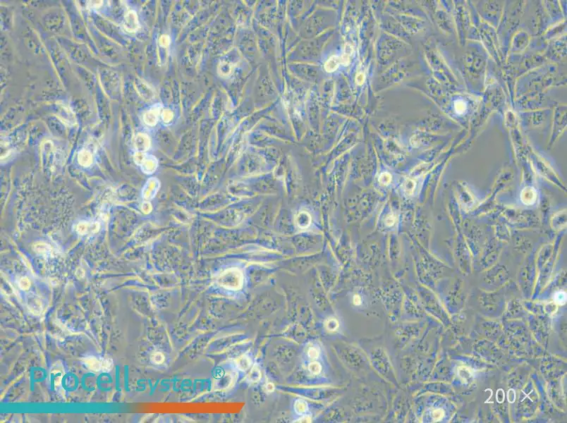 MDA-MB-231 (DMEM) Cell Complete Medium - small - 4