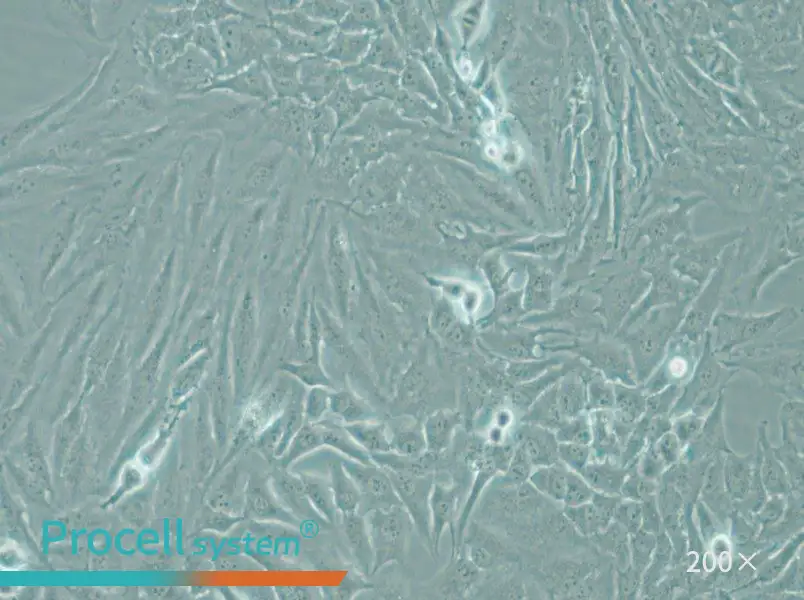 Hela Cell Complete Medium - small - 6