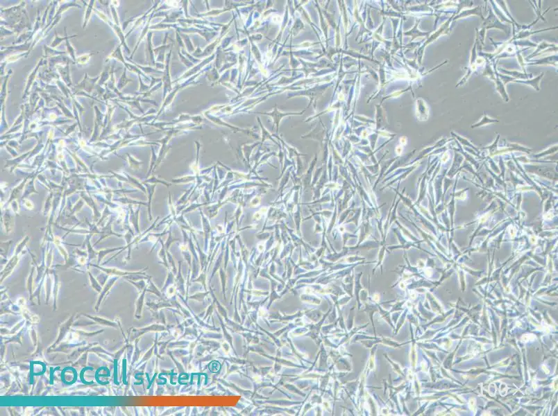 VMM39 Cell Complete MediumVMM39 Cell Complete Medium - 3