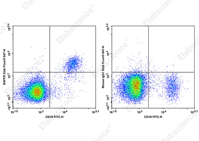 Elab Fluor<sup>®</sup> 647 Anti-Human BAFFR Antibody[6G10]-searchlist-1