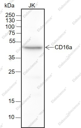 Recombinant CD16a Monoclonal Antibody - 1