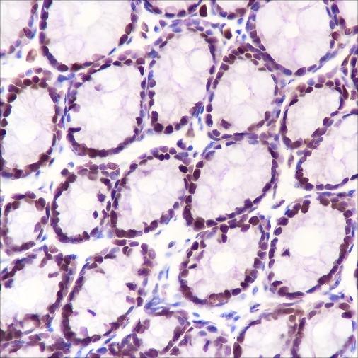 Recombinant MCM3 Monoclonal Antibody - small - 4