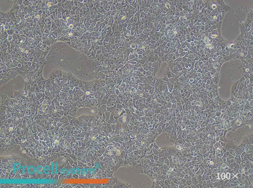 A-431 Cell Complete Medium - 2